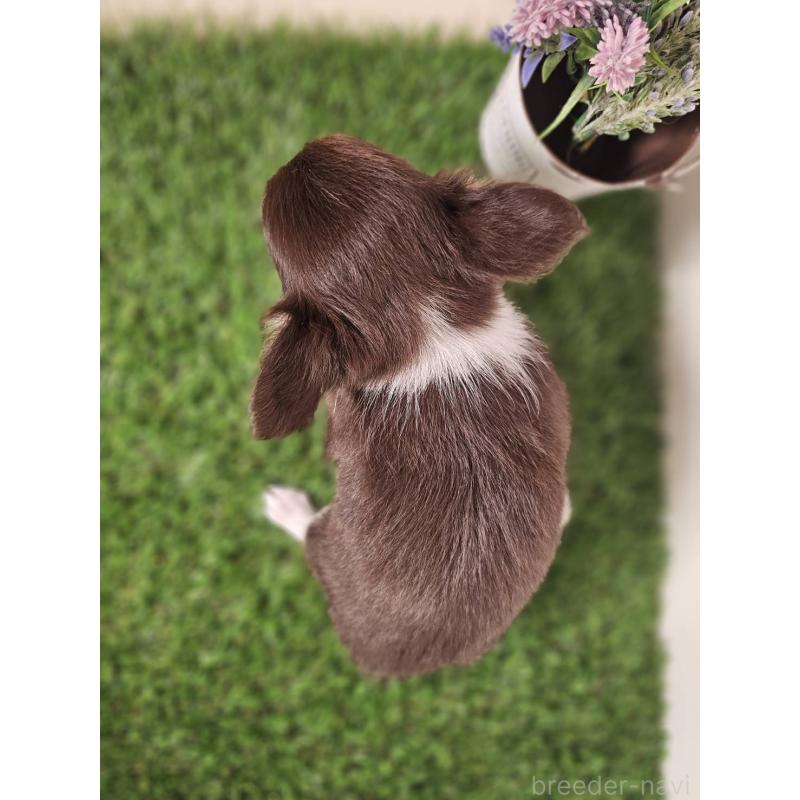 成約済の福岡県のチワワ(ロングコート)-420579の5枚目