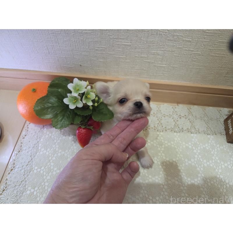 成約済の広島県のチワワ(ロングコート)-422564の29枚目