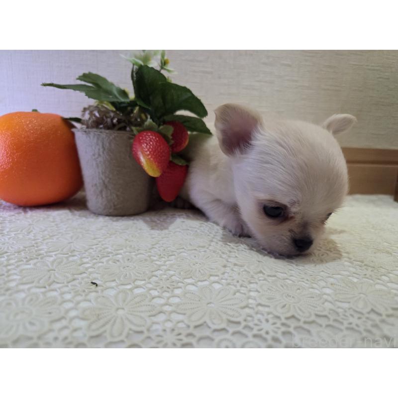 成約済の広島県のチワワ(ロングコート)-422564の28枚目