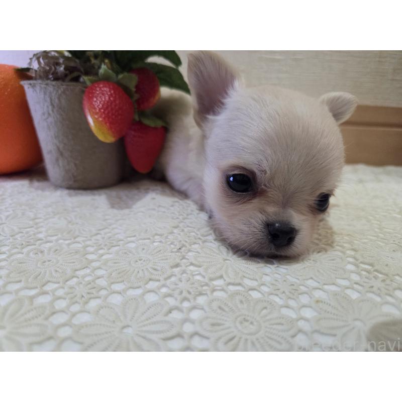 成約済の広島県のチワワ(ロングコート)-422564の27枚目