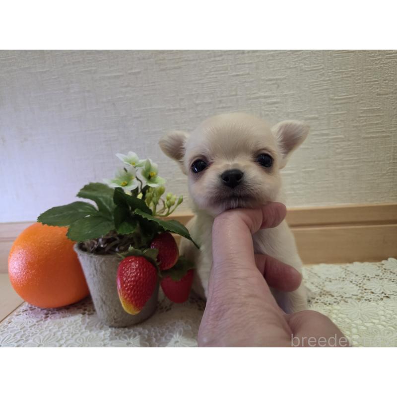 成約済の広島県のチワワ(ロングコート)-422564の26枚目