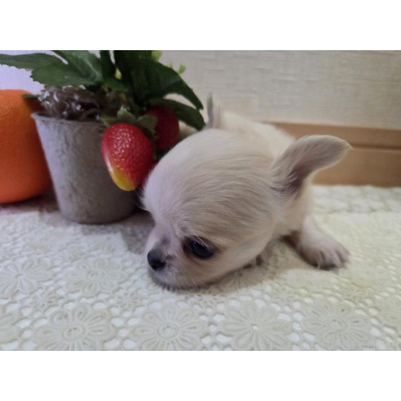 成約済の広島県のチワワ(ロングコート)-422564の25枚目