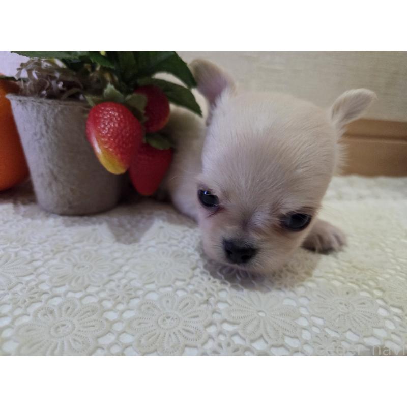 成約済の広島県のチワワ(ロングコート)-422564の24枚目