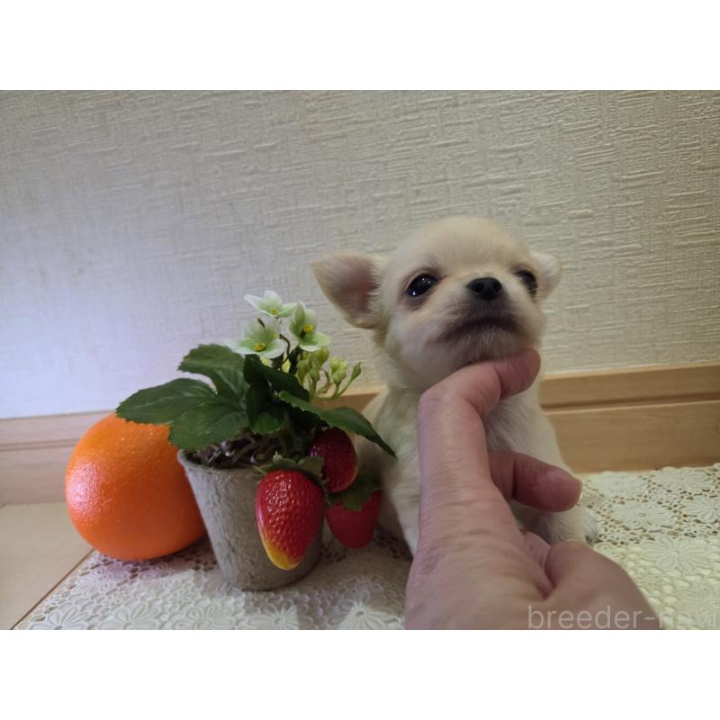 成約済の広島県のチワワ(ロングコート)-422564の23枚目