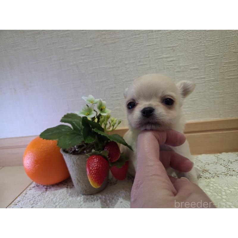 成約済の広島県のチワワ(ロングコート)-422564の22枚目