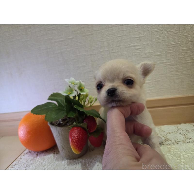 成約済の広島県のチワワ(ロングコート)-422564の21枚目