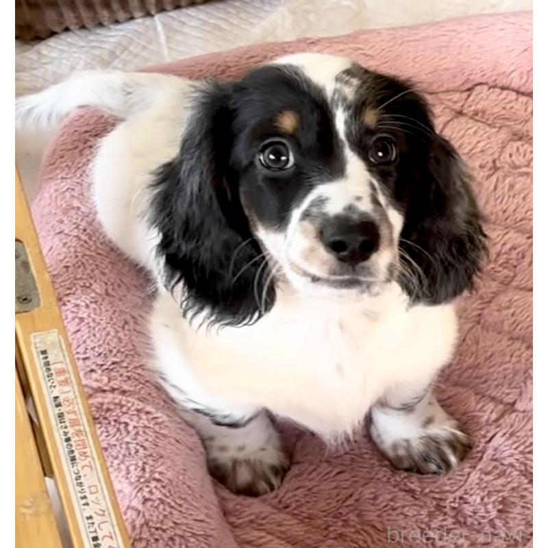 販売中の神奈川県のミニチュアダックスフンド(ロングヘアード)-416620の14枚目