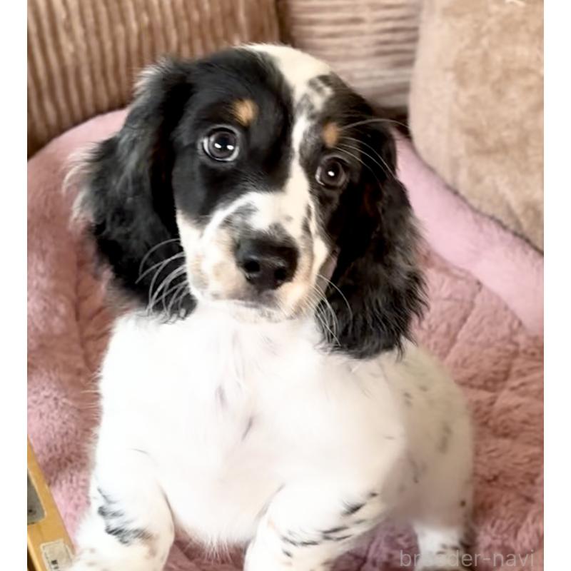 販売中の神奈川県のミニチュアダックスフンド(ロングヘアード)-416620の13枚目