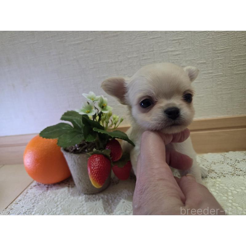 成約済の広島県のチワワ(ロングコート)-422564の20枚目