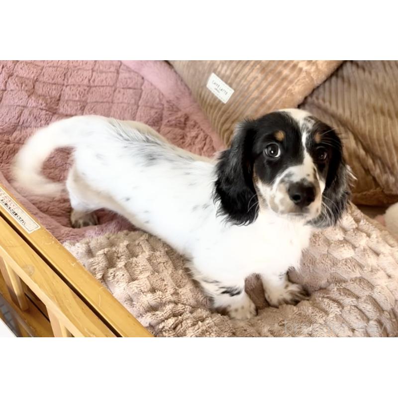 販売中の神奈川県のミニチュアダックスフンド(ロングヘアード)-416620の12枚目