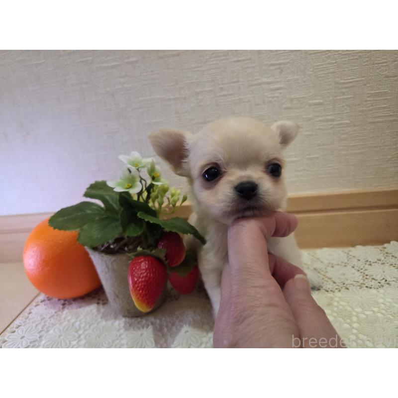 成約済の広島県のチワワ(ロングコート)-422564の19枚目