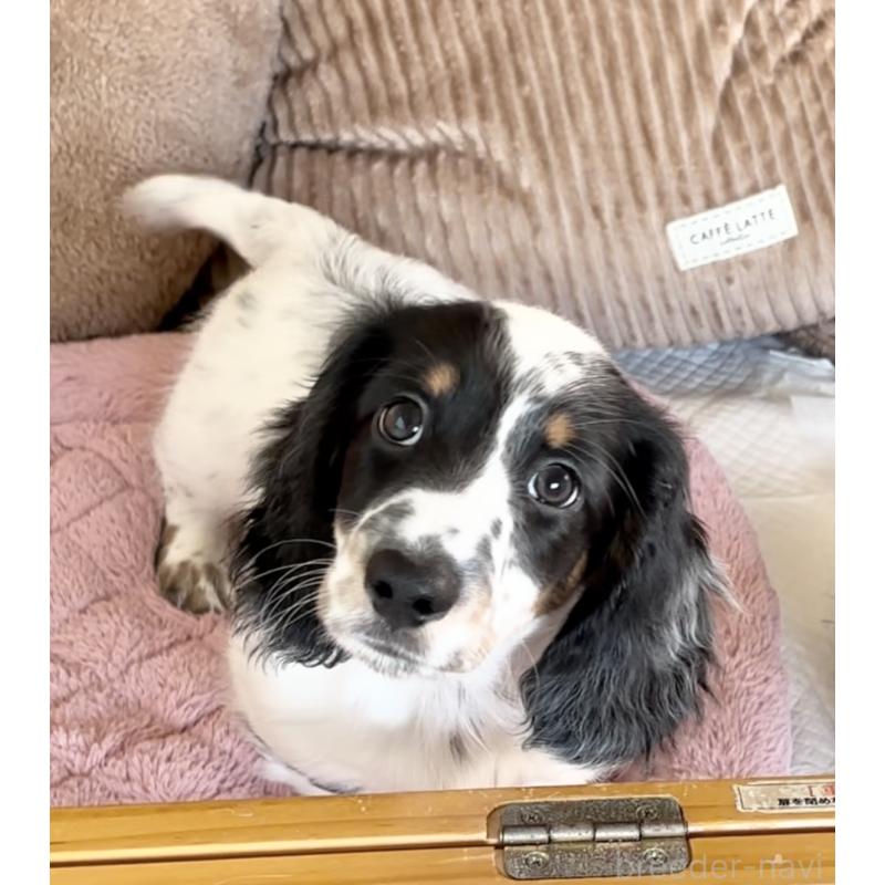 販売中の神奈川県のミニチュアダックスフンド(ロングヘアード)-416620の11枚目