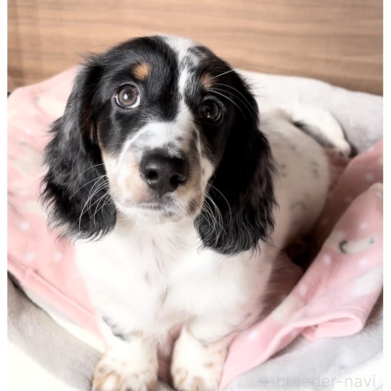 販売中の神奈川県のミニチュアダックスフンド(ロングヘアード)-416620の10枚目