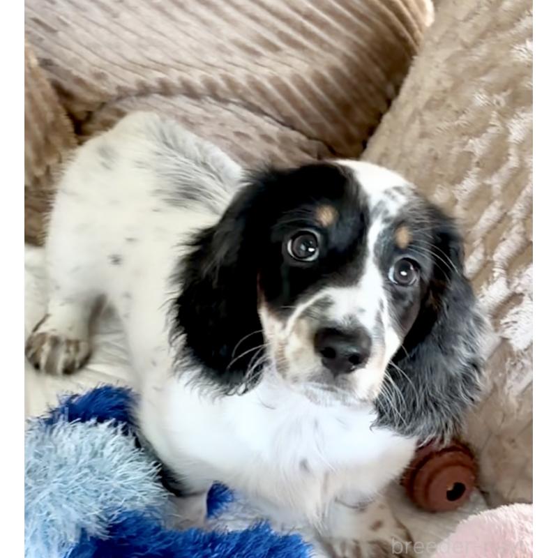 販売中の神奈川県のミニチュアダックスフンド(ロングヘアード)-416620の9枚目