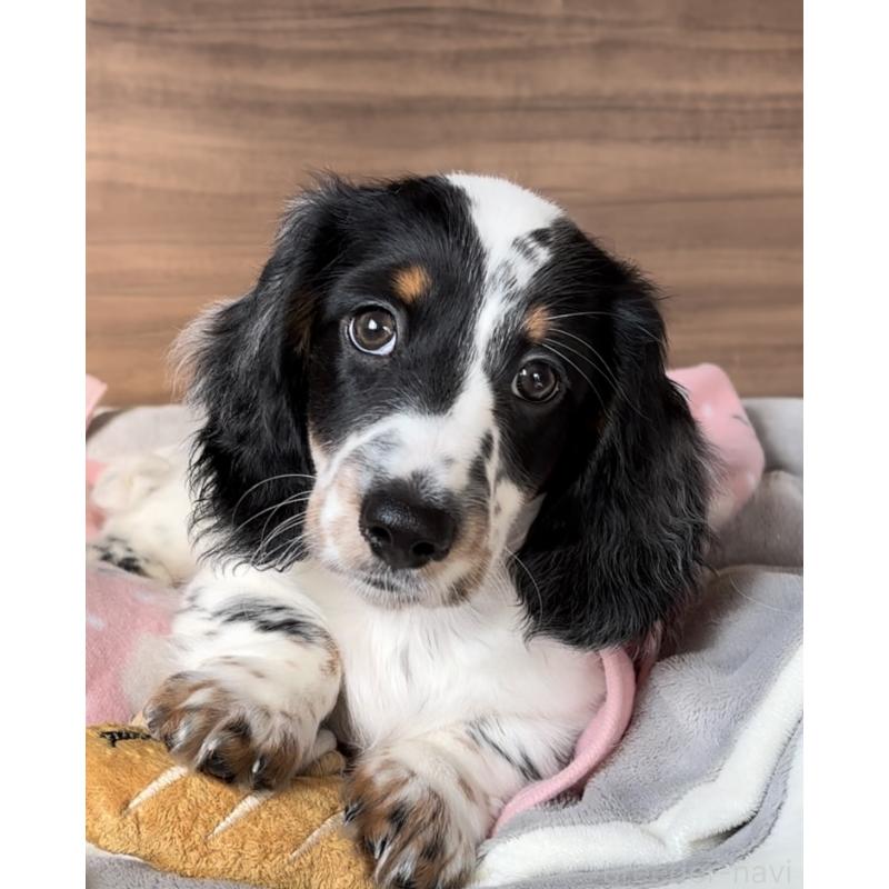 販売中の神奈川県のミニチュアダックスフンド(ロングヘアード)-416620の8枚目