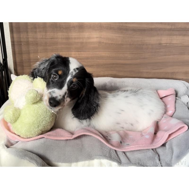 販売中の神奈川県のミニチュアダックスフンド(ロングヘアード)-416620の7枚目