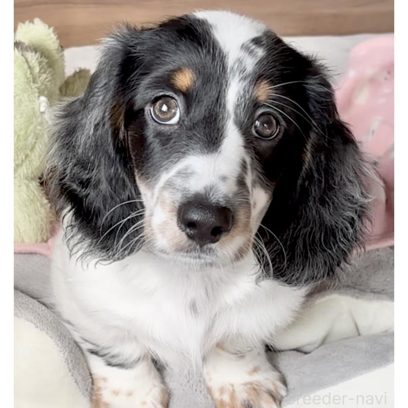 販売中の神奈川県のミニチュアダックスフンド(ロングヘアード)-416620の6枚目