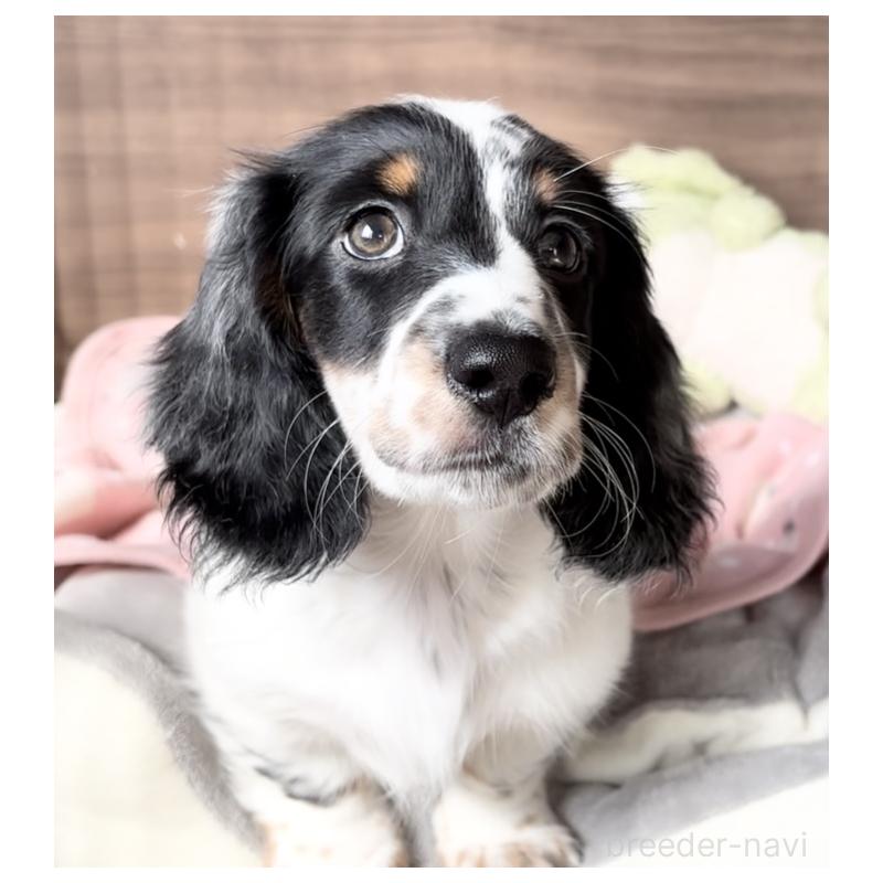 販売中の神奈川県のミニチュアダックスフンド(ロングヘアード)-416620の5枚目