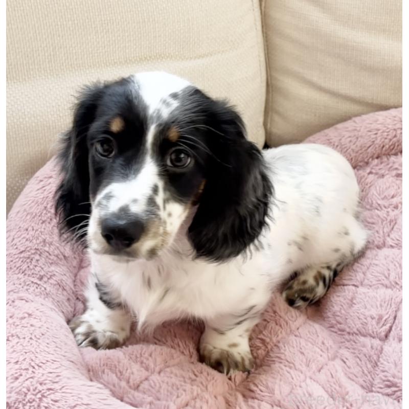 販売中の神奈川県のミニチュアダックスフンド(ロングヘアード)-416620の4枚目