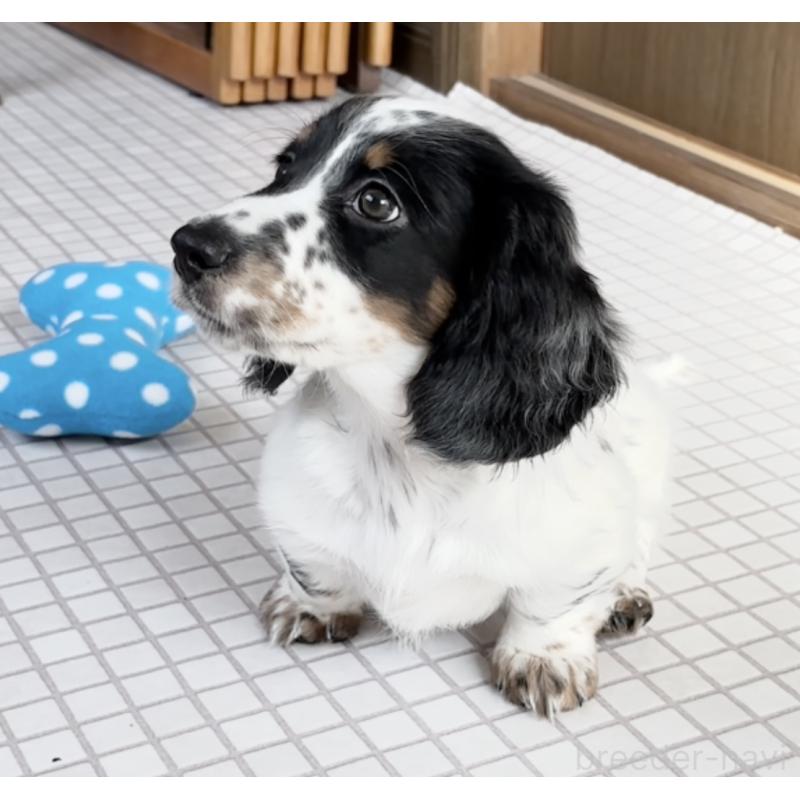 販売中の神奈川県のミニチュアダックスフンド(ロングヘアード)-416620の3枚目