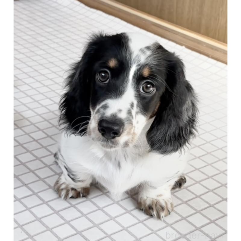 販売中の神奈川県のミニチュアダックスフンド(ロングヘアード)-416620の2枚目