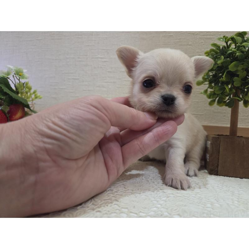 成約済の広島県のチワワ(ロングコート)-422564の15枚目