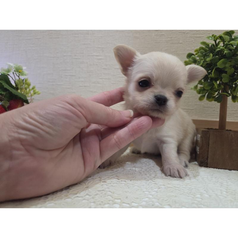 成約済の広島県のチワワ(ロングコート)-422564の14枚目