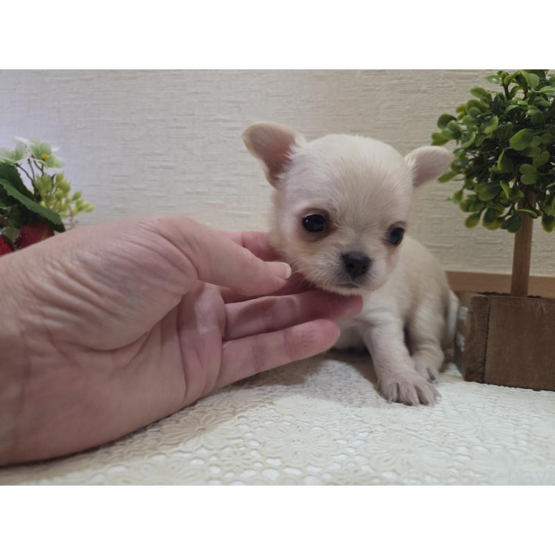 成約済の広島県のチワワ(ロングコート)-422564の13枚目