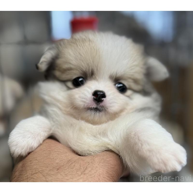 成約済の静岡県のポメチワ:ポメラニアン×チワワ-422069の3枚目