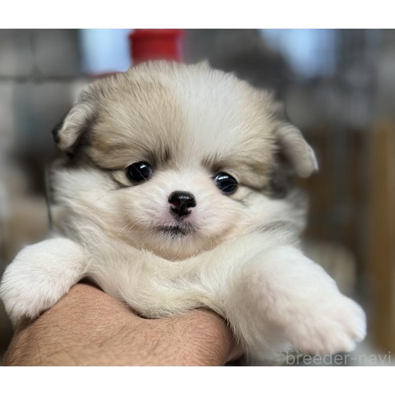 成約済の静岡県のポメチワ:ポメラニアン×チワワ-422069の2枚目