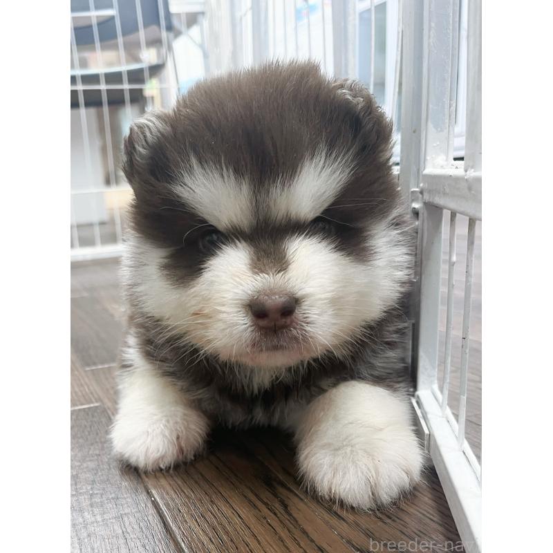 販売中の東京都のアラスカンマラミュート-425218