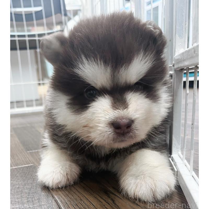 販売中の東京都のアラスカンマラミュート-425218の9枚目