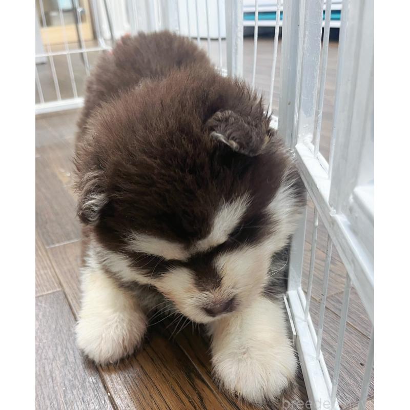 販売中の東京都のアラスカンマラミュート-425218の8枚目