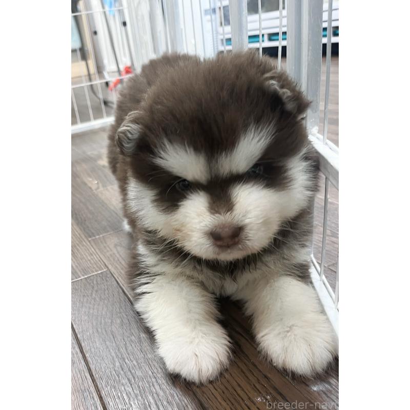 販売中の東京都のアラスカンマラミュート-425218の7枚目