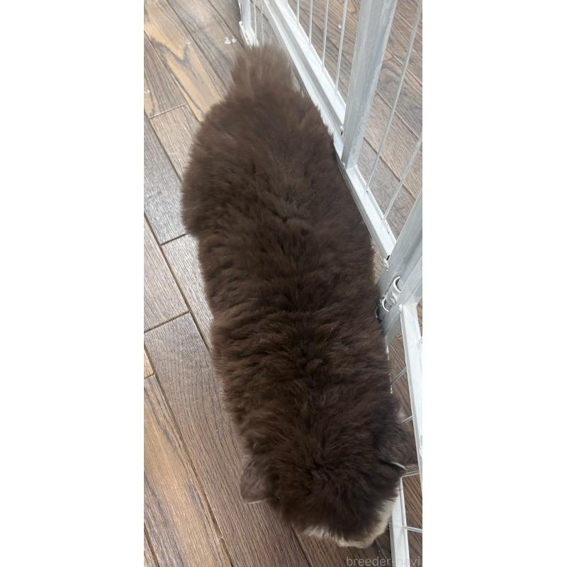 販売中の東京都のアラスカンマラミュート-425218の6枚目