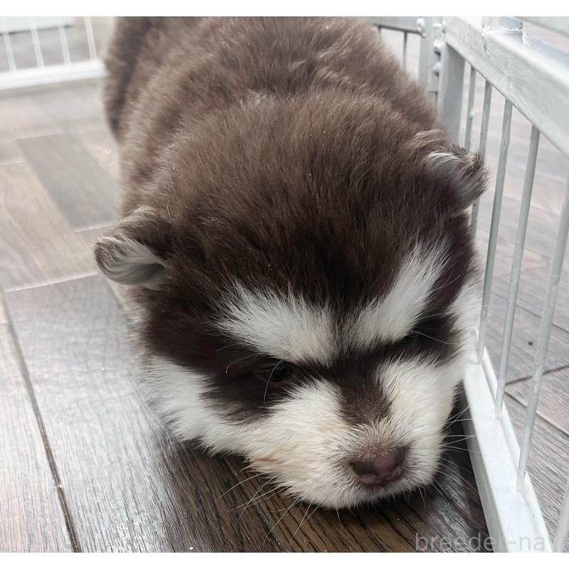 販売中の東京都のアラスカンマラミュート-425218の5枚目