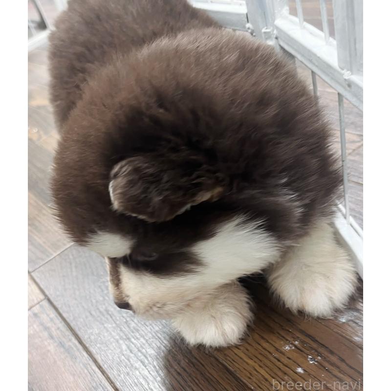 販売中の東京都のアラスカンマラミュート-425218の4枚目