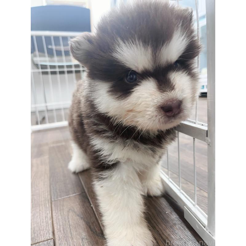 販売中の東京都のアラスカンマラミュート-425218の3枚目