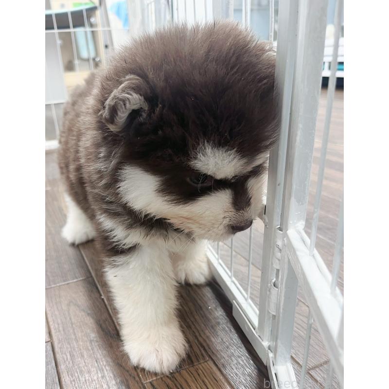 販売中の東京都のアラスカンマラミュート-425218の2枚目