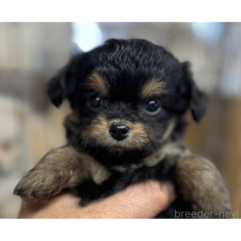 成約済の静岡県のチワプー:チワワ×トイプードル-420804の2枚目