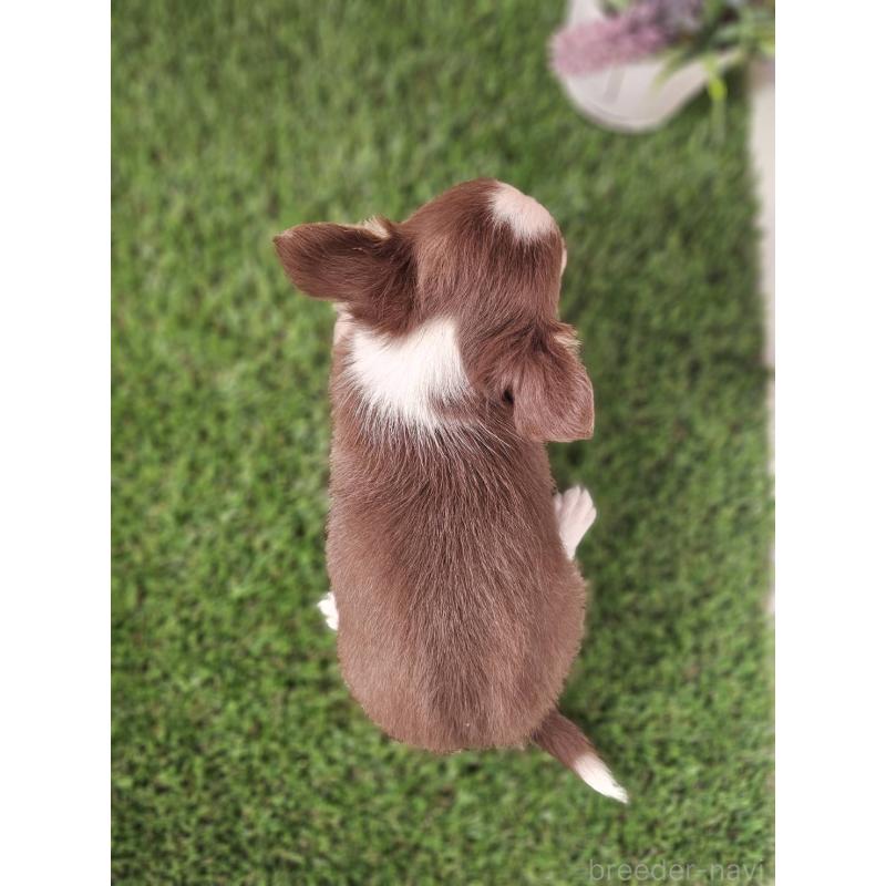 成約済の福岡県のチワワ(ロングコート)-420578の7枚目