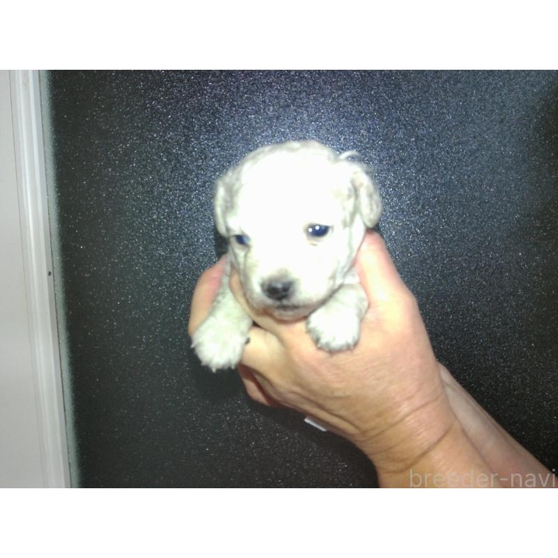 成約済の福岡県のミックス犬-423766の24枚目