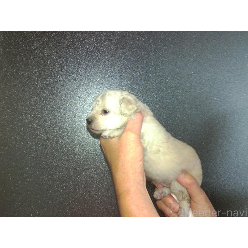 成約済の福岡県のミックス犬-423766の23枚目