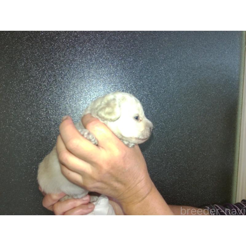 成約済の福岡県のミックス犬-423766の22枚目