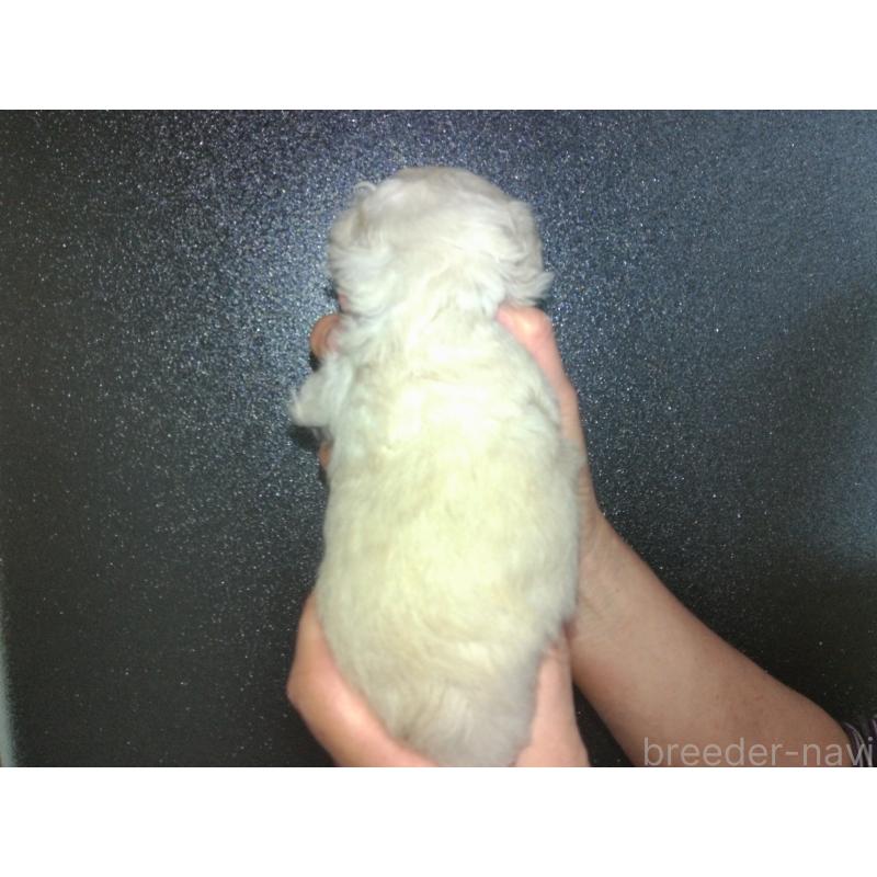 成約済の福岡県のミックス犬-423766の21枚目