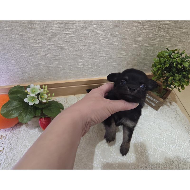 成約済の広島県のチワワ(ロングコート)-422572の16枚目