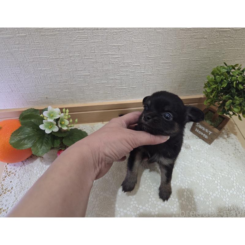 成約済の広島県のチワワ(ロングコート)-422572の15枚目