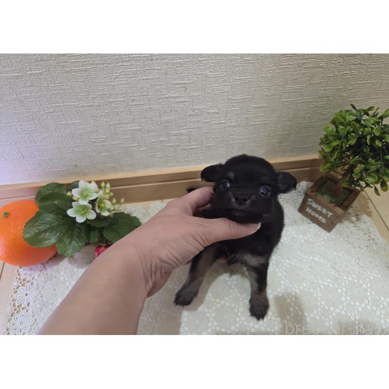 成約済の広島県のチワワ(ロングコート)-422572の14枚目