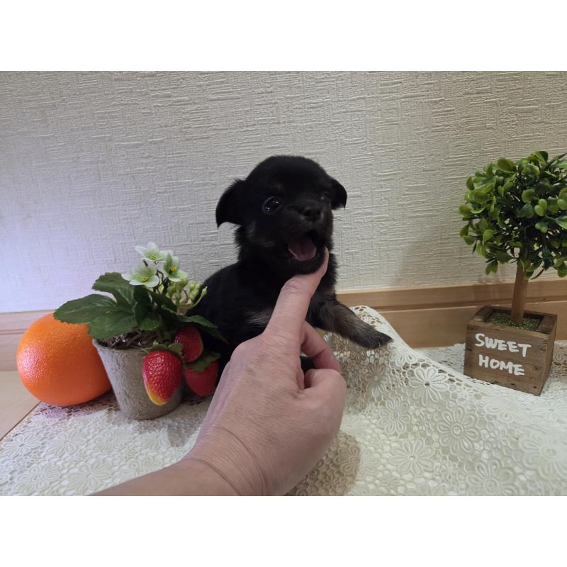 成約済の広島県のチワワ(ロングコート)-422572の13枚目