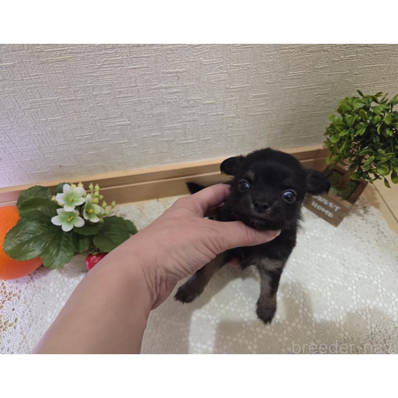 成約済の広島県のチワワ(ロングコート)-422572の12枚目